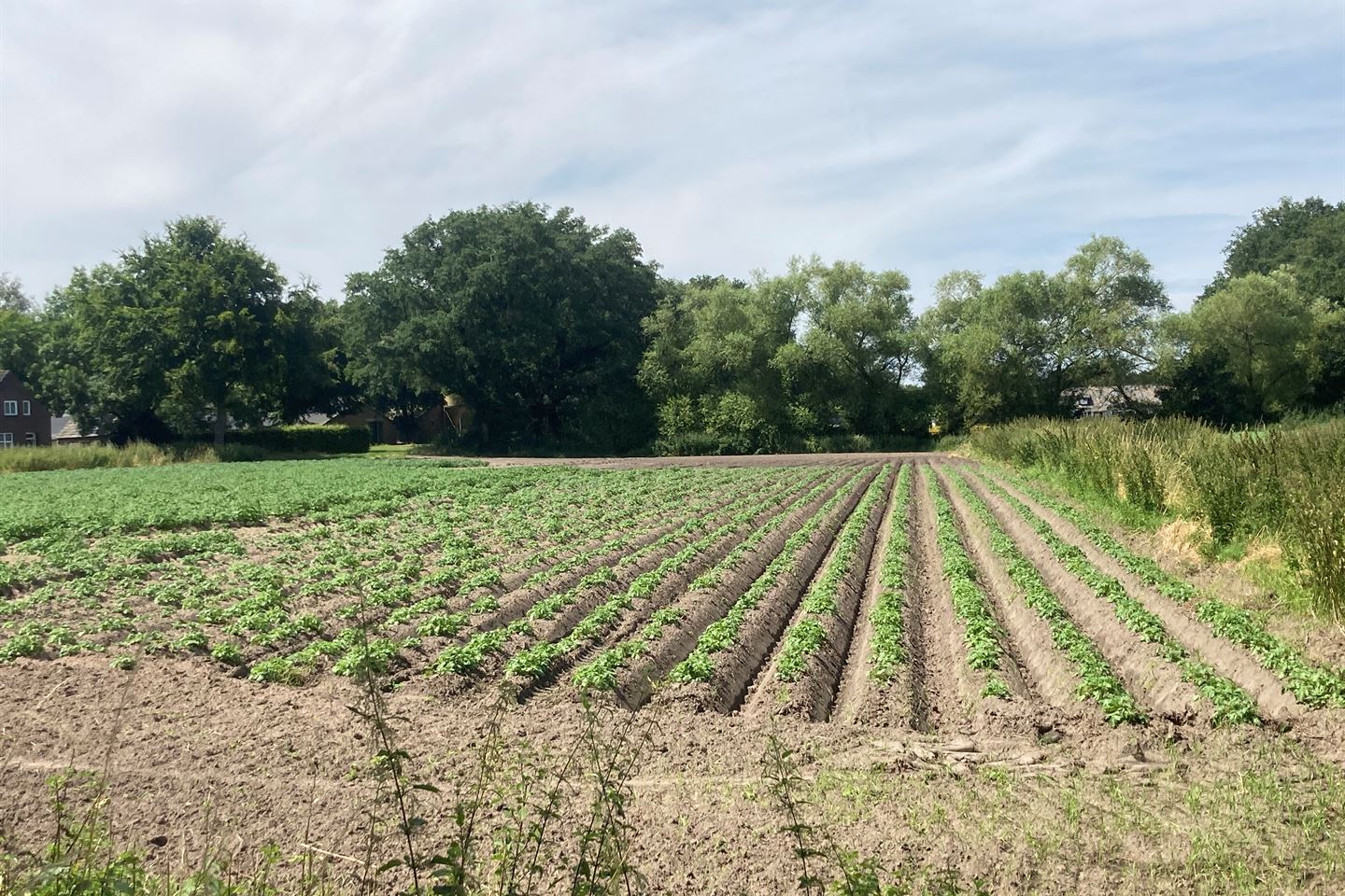 Bekijk foto 3 van Krekelsbergweg