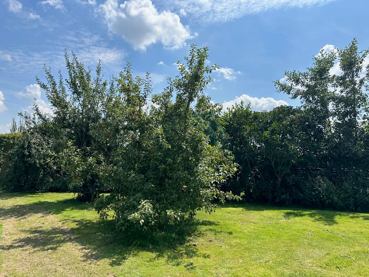 Foto 7 van Olieweg 8