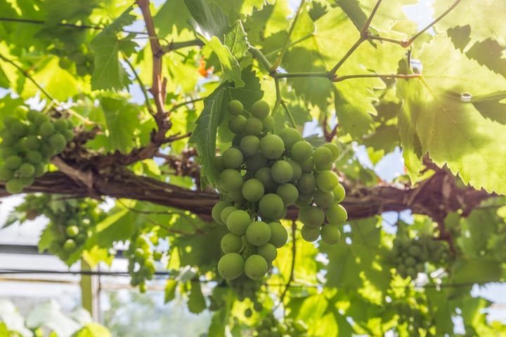 Foto 44 van Noordweg 49