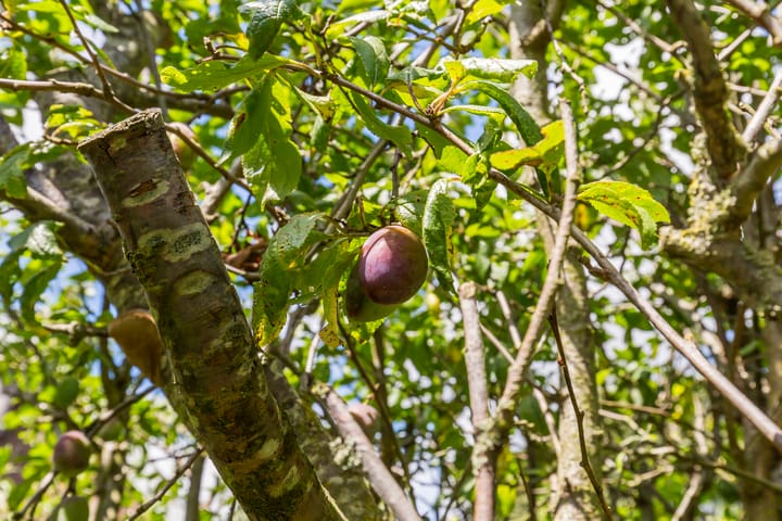 Foto 47 van Noordweg 49