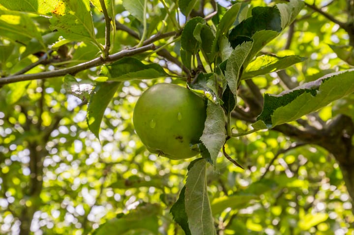 Foto 48 van Noordweg 49