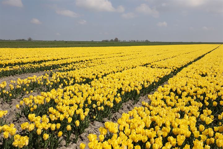 Bekijk foto 43 van Grote Sloot 134