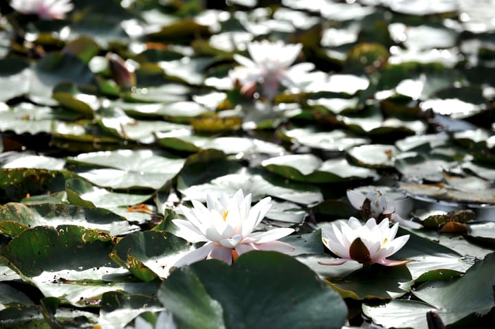 Foto 106 van Loordijk 24