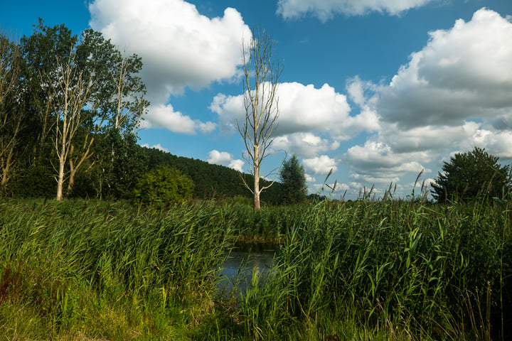 Bekijk foto 15 van Moerasorchidee 19