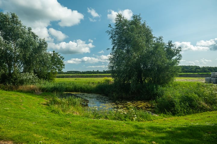 Bekijk foto 20 van Moerasorchidee 31