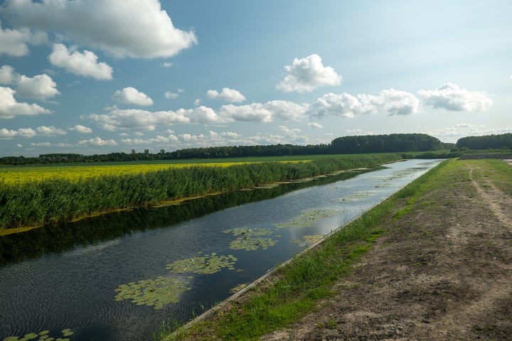 Bekijk foto 22 van Moerasorchidee 31