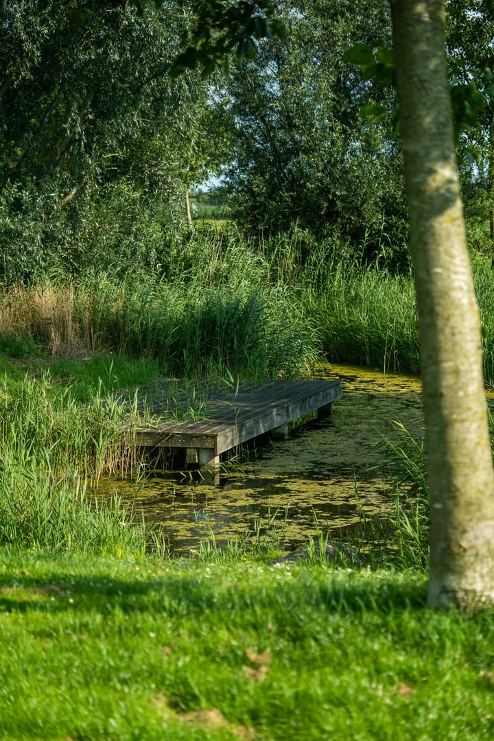 Foto 24 van Moerasorchidee 23