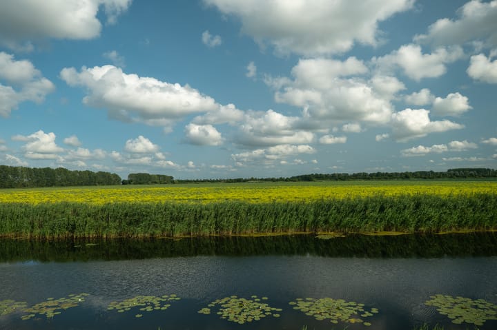 Foto 25 van Moerasorchidee 23