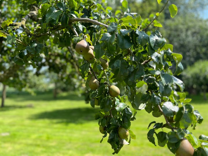 Foto 17 van Beoostenblijsestraat 6