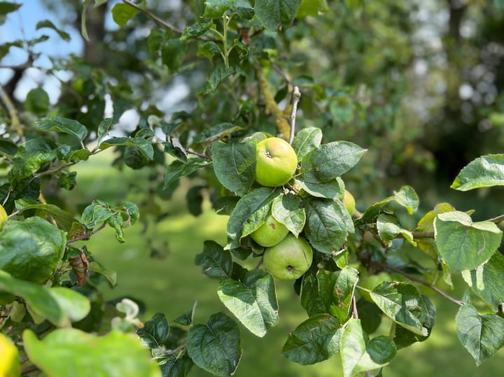 Foto 18 van Beoostenblijsestraat 6