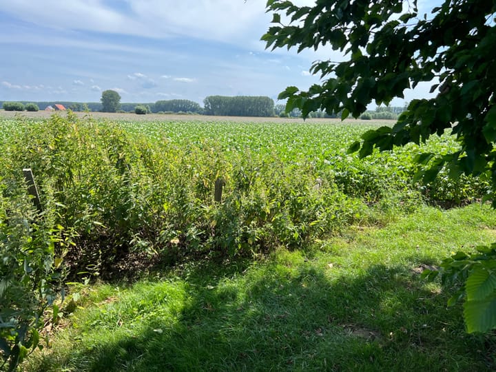 Foto 7 van Beoostenblijsestraat 6