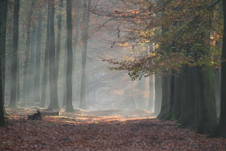 Foto 5 van Delerweg