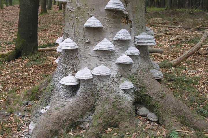 Foto 6 van Delerweg