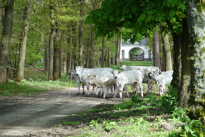 Foto 10 van Delerweg