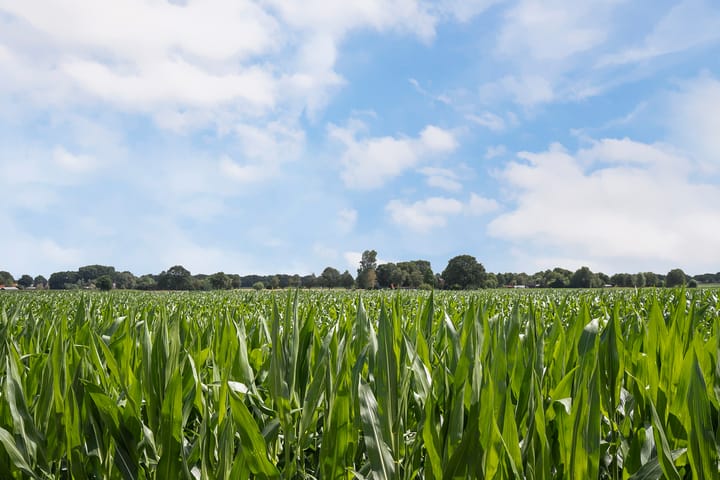 Foto 76 van Witmandwarsweg 2