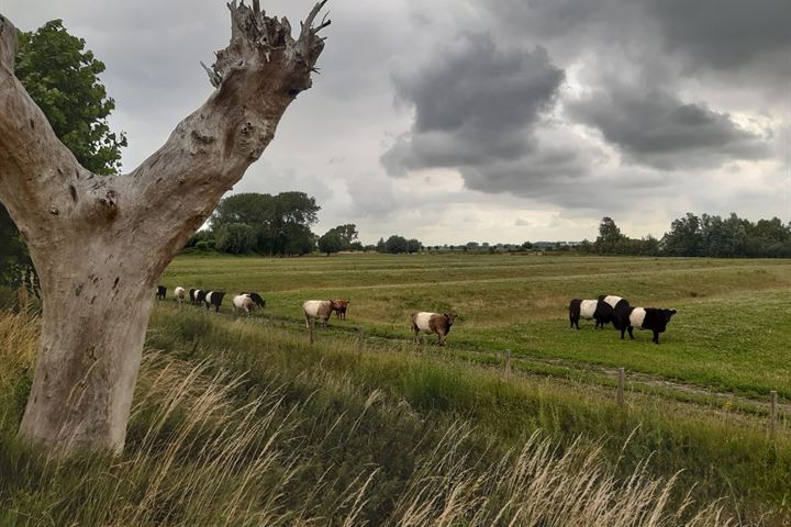 Bekijk foto 41 van Sint Bavodijk 58