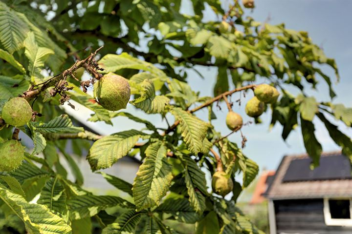 Bekijk foto 37 van Bogerdweg 24