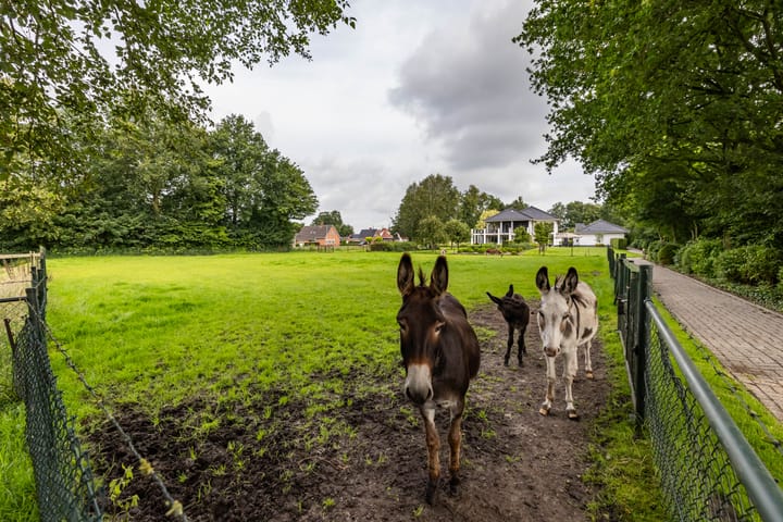 Foto 49 van Oudestreek 1