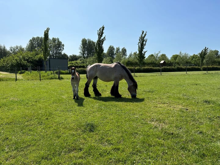 Photo 15 of Brugsevaart 12-0077