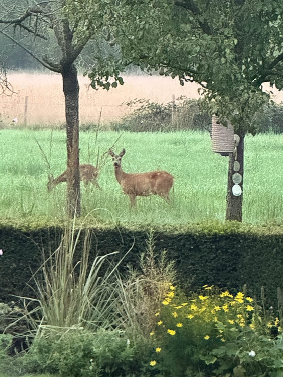 Foto 136 van Milschot 50