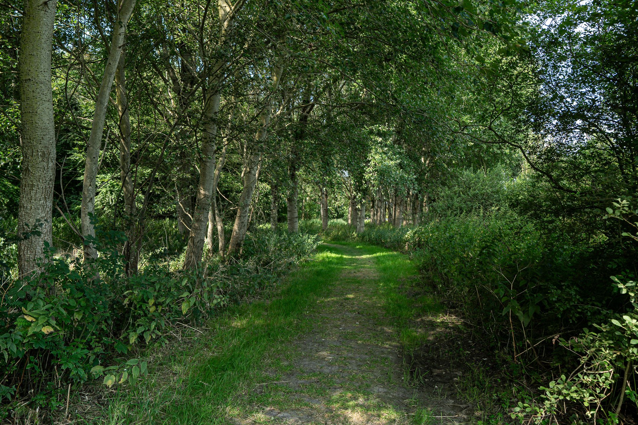 Foto 42 van De Terp 29