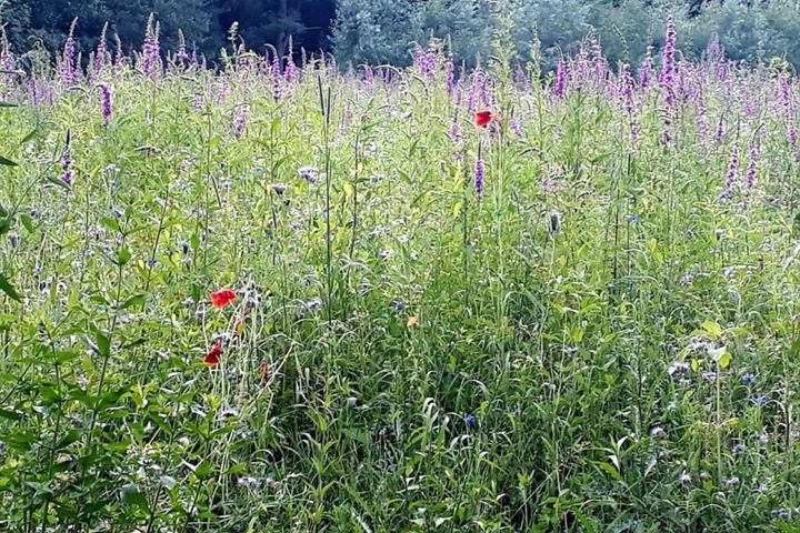 Bekijk foto 15 van Wittebergweg 18-C43