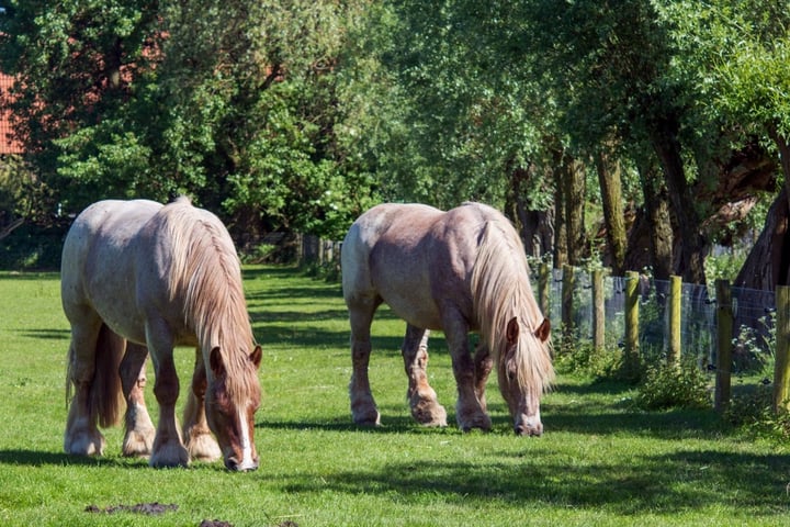 View photo 5 of Maisonnette Mooieweg 11 Arnhem (Bouwnr. 8)