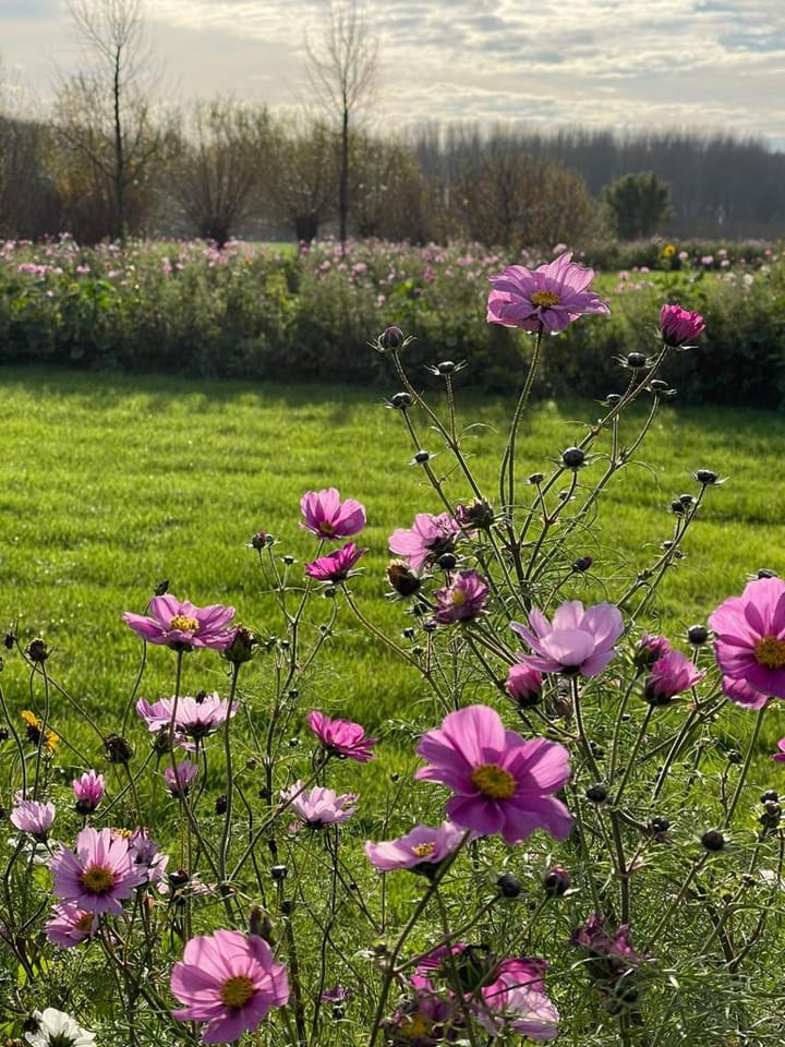 Foto 71 van Scharenburgsestraat 11