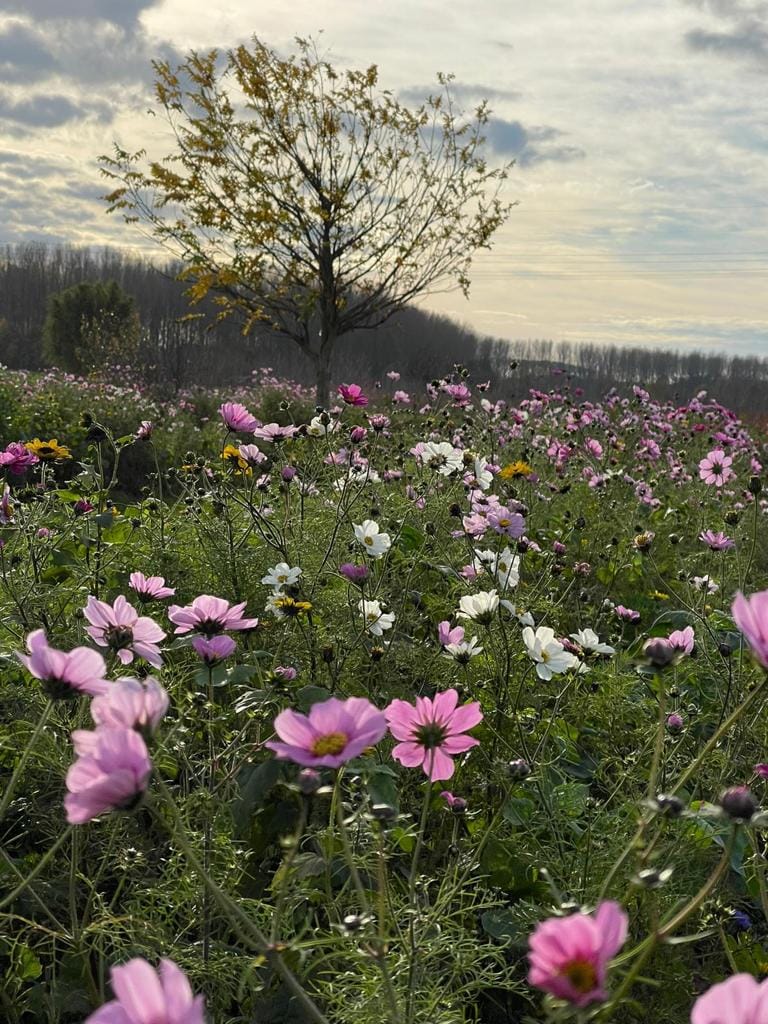 Foto 73 van Scharenburgsestraat 11