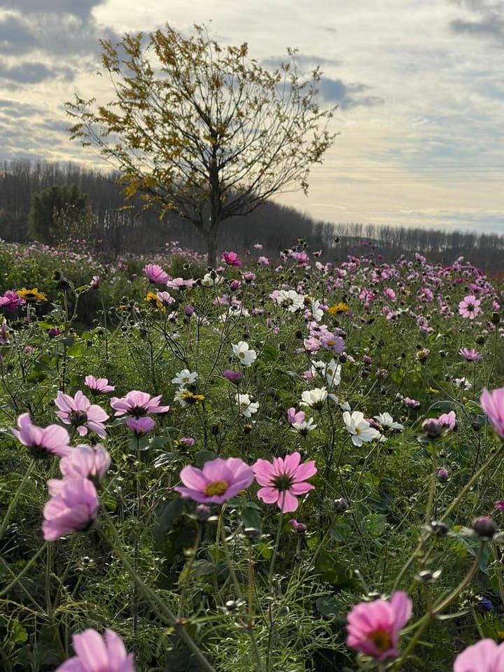 Foto 73 van Scharenburgsestraat 11