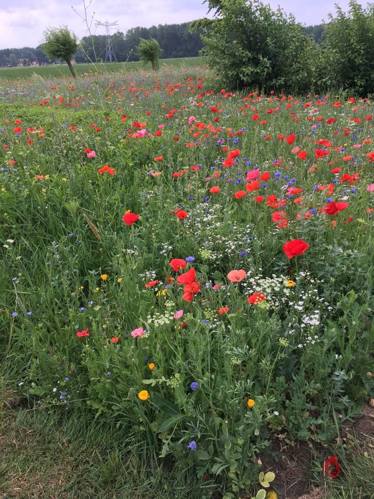 Foto 83 van Scharenburgsestraat 11