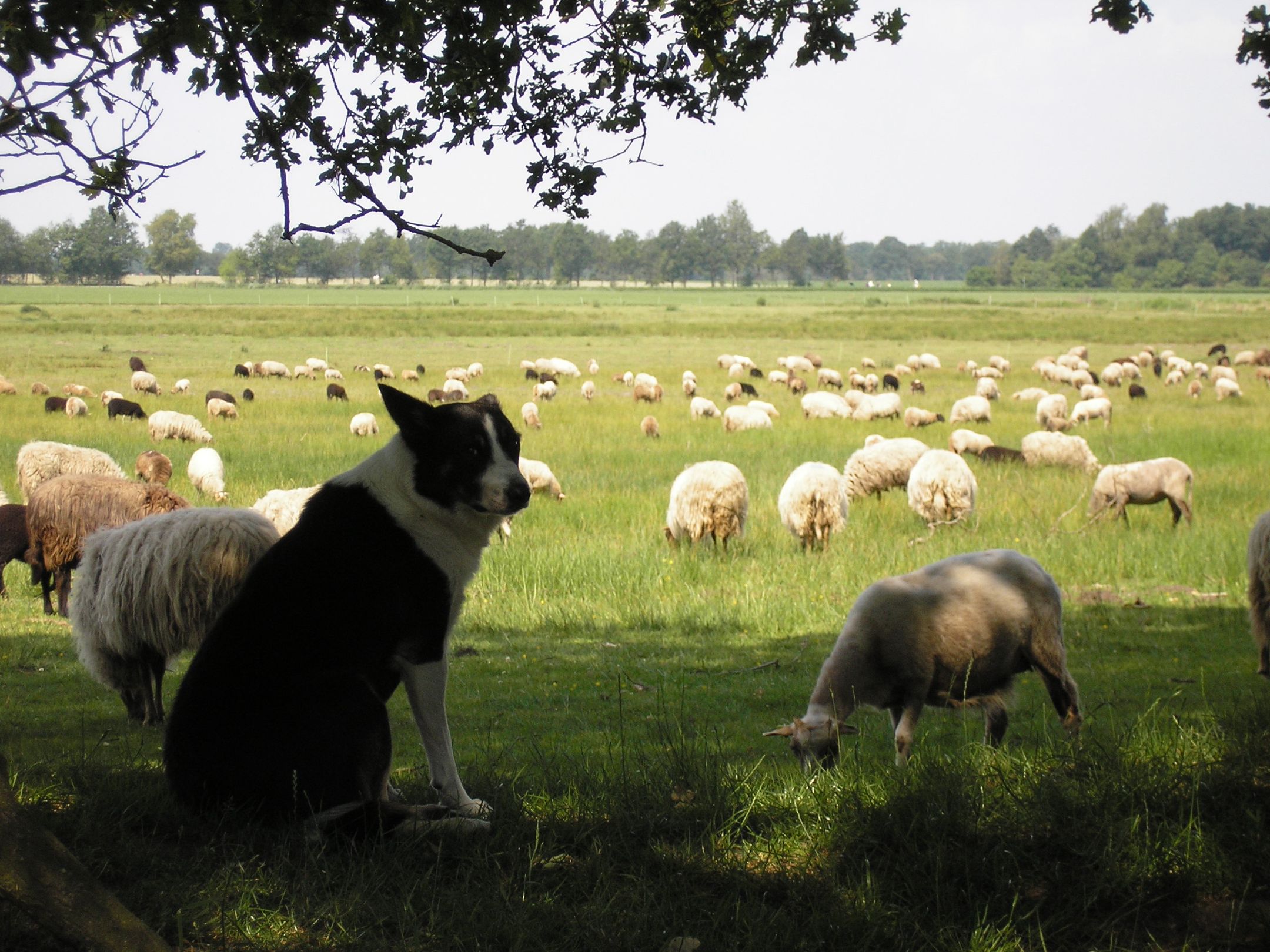 Foto 27 van Hof van Halenweg 2-111