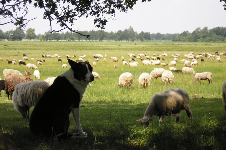 Bekijk foto 27 van Hof van Halenweg 2-111