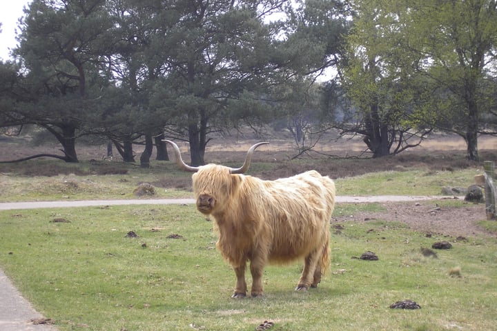 Bekijk foto 28 van Hof van Halenweg 2-111