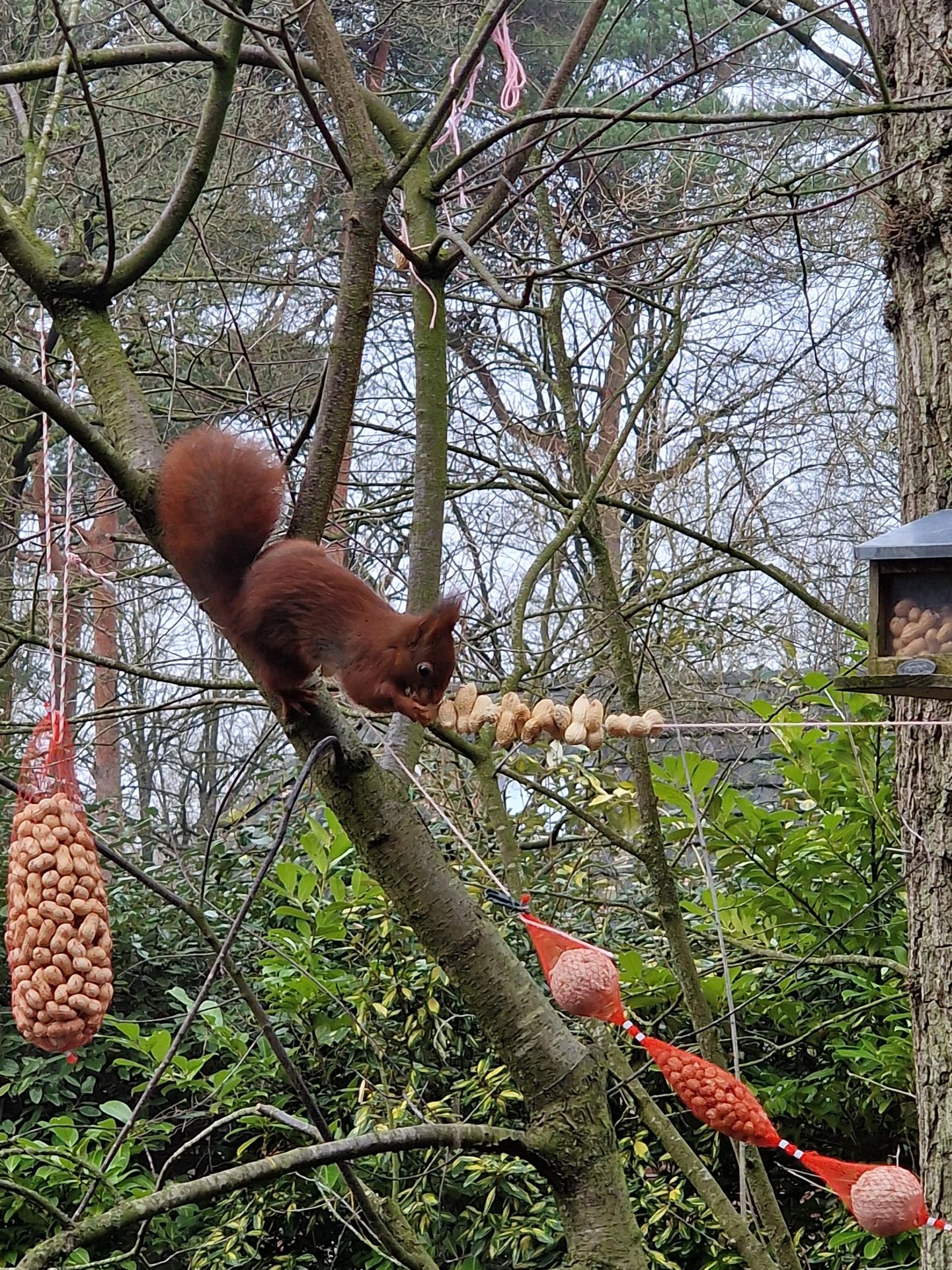 Foto 29 van Hof van Halenweg 2-111