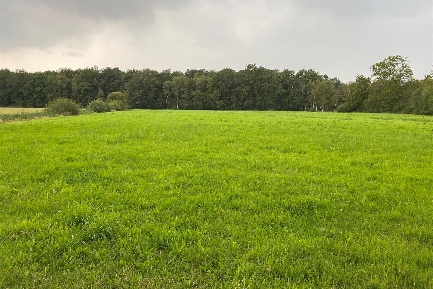 Bekijk foto 4 van Witterhaar