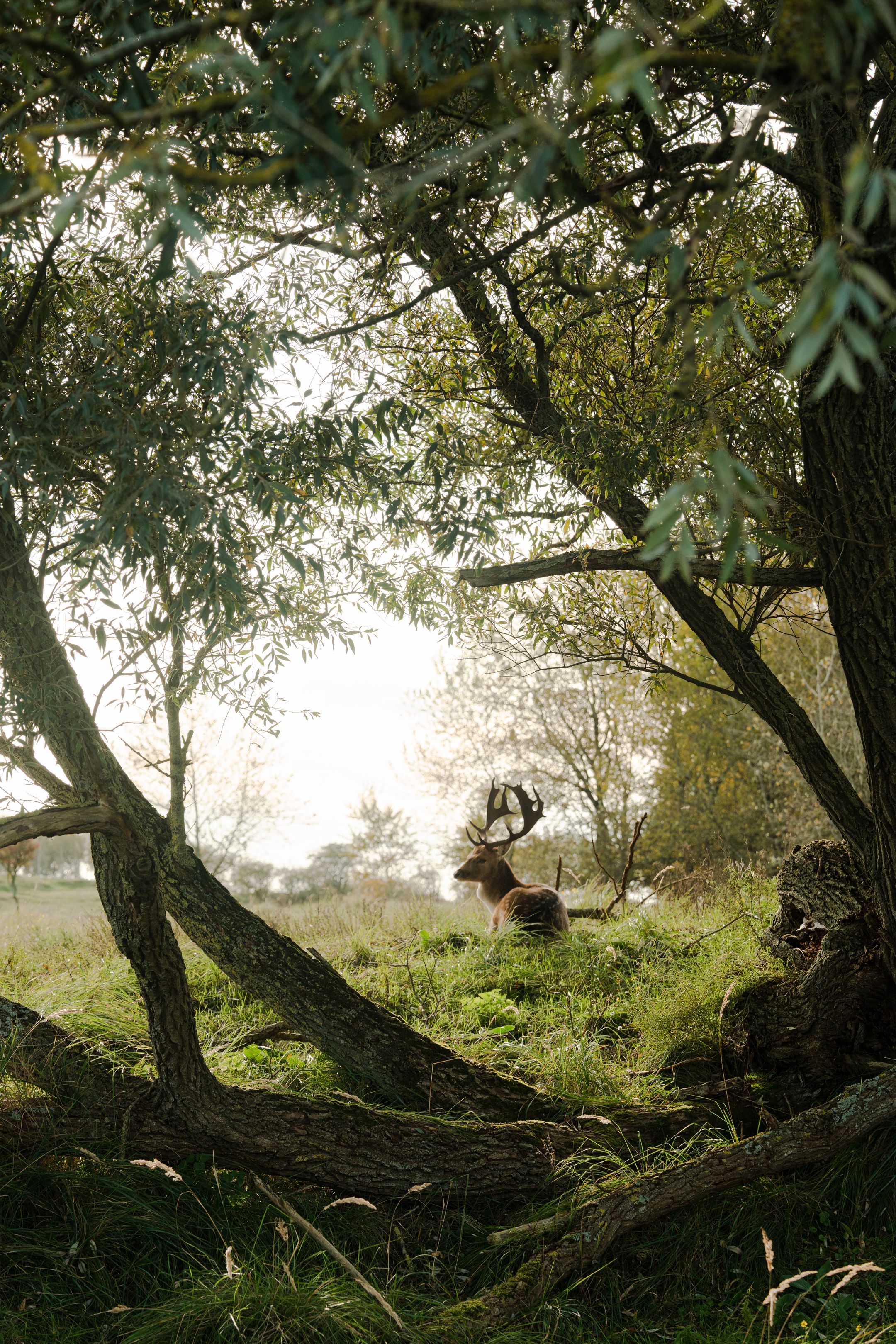 Photo 15 of Watertorenplein 33