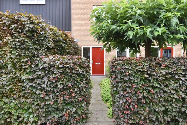 Photo 6 of Blauw Glidkruid 4