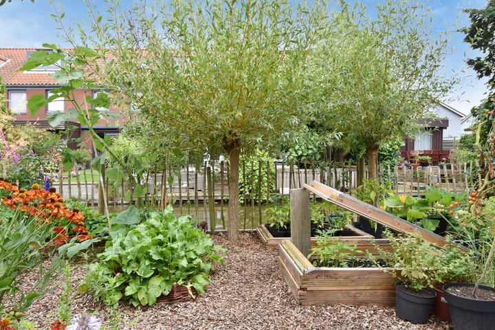 Photo 35 of Blauw Glidkruid 4