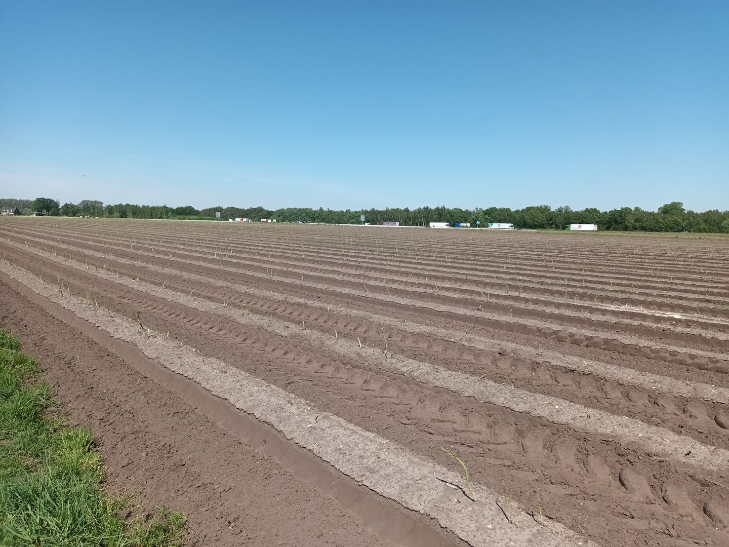 Struiken - Maasbree - Afbeelding 7