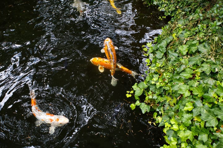 Foto 26 van Agricolastraat 32