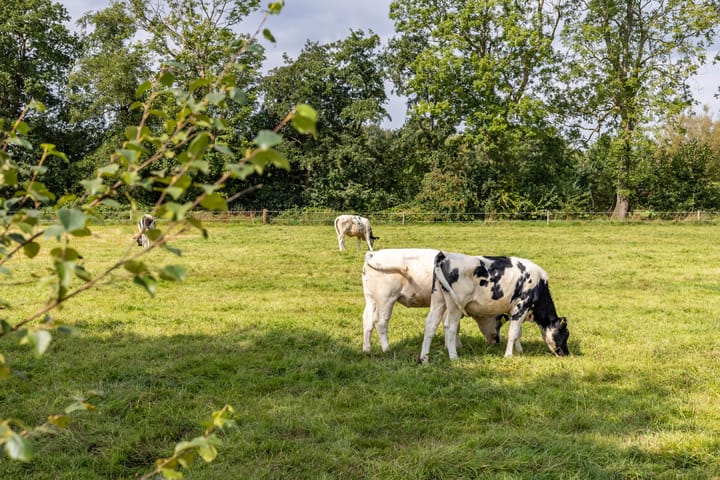 Foto 35 van Binnenwei 24