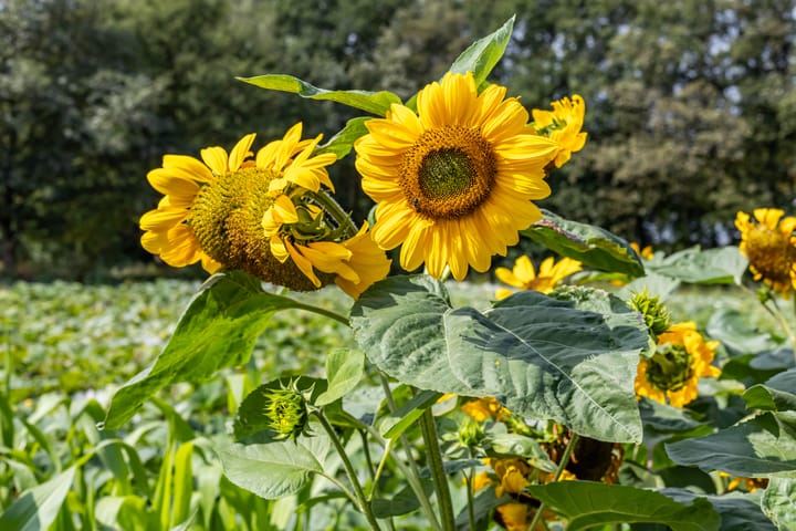 Foto 41 van Binnenwei 24