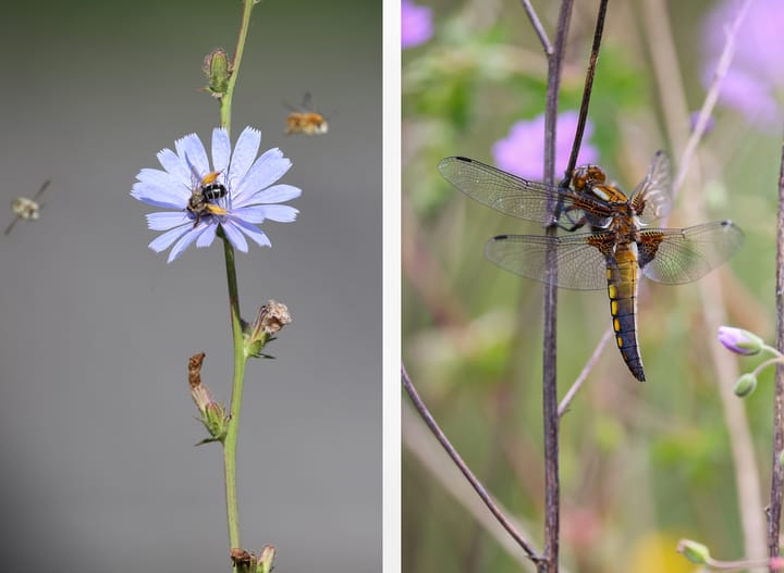 Foto 59 van Ganzekolk 3