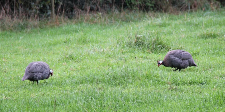 Photo 55 of Bellinkhofsdwarsweg 3