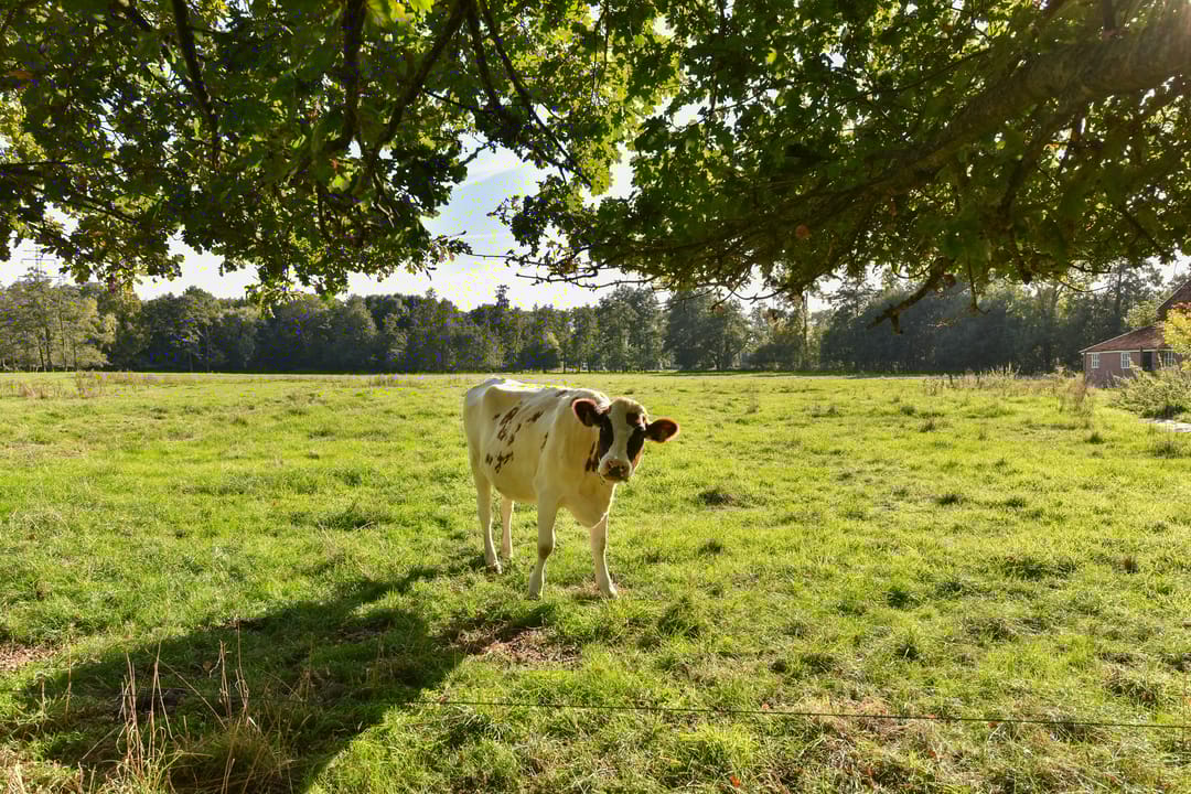 Foto 101 van Bellinkhofsdwarsweg 3