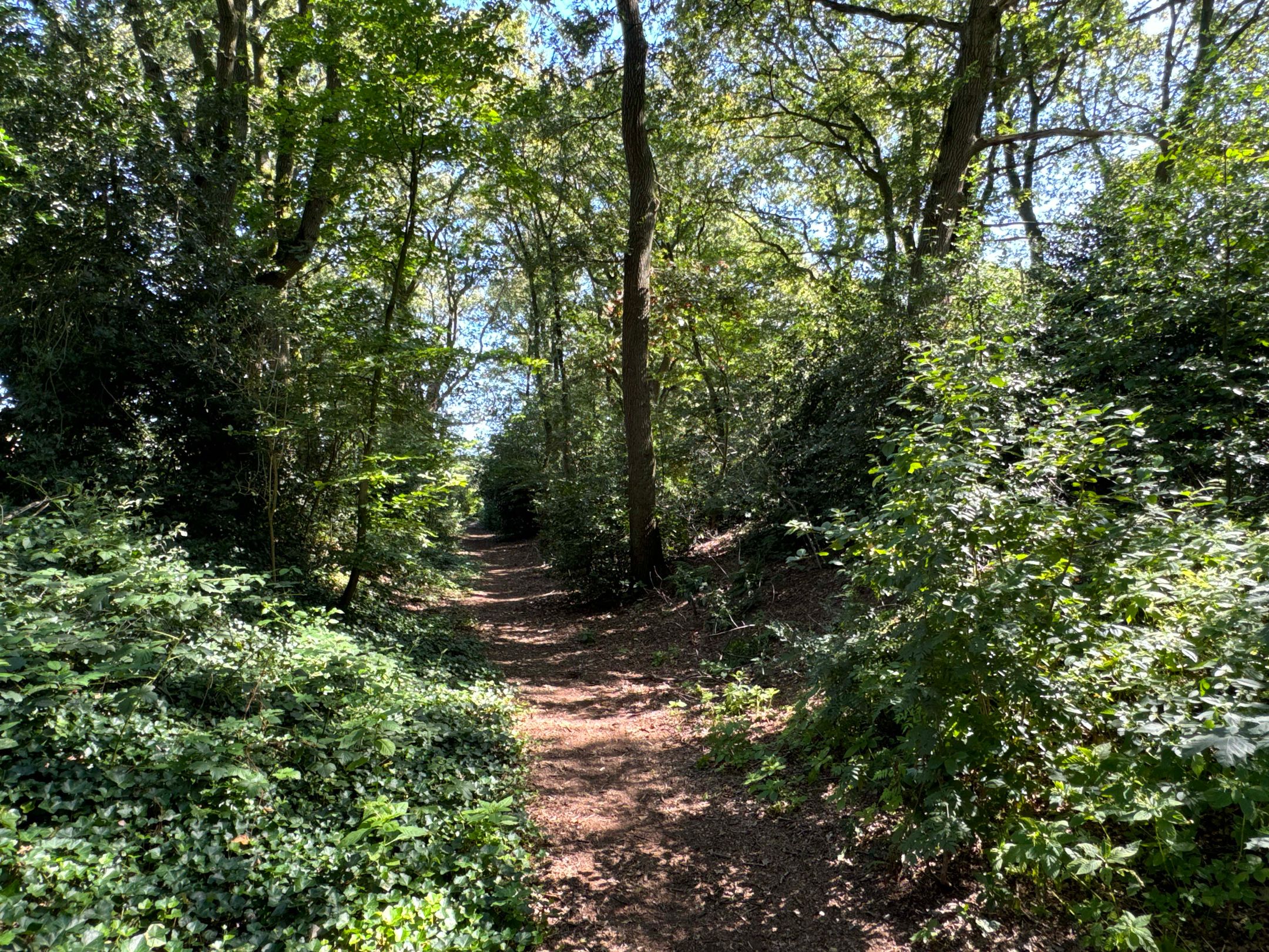 Foto 9 van Plashofstraat 50