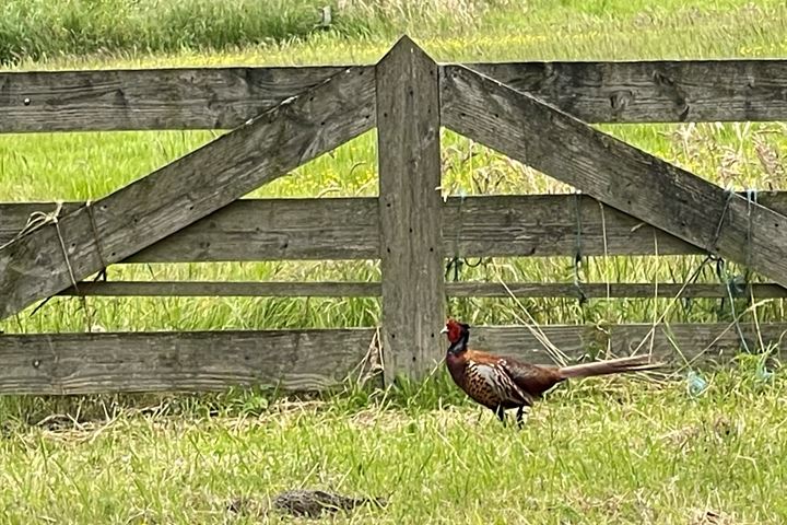 Bekijk foto 82 van Rijndijk 6