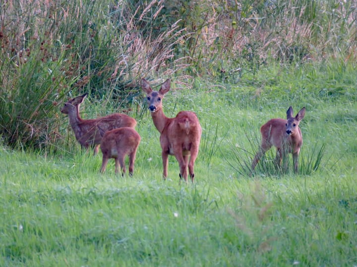 Photo 84 of Rijndijk 6