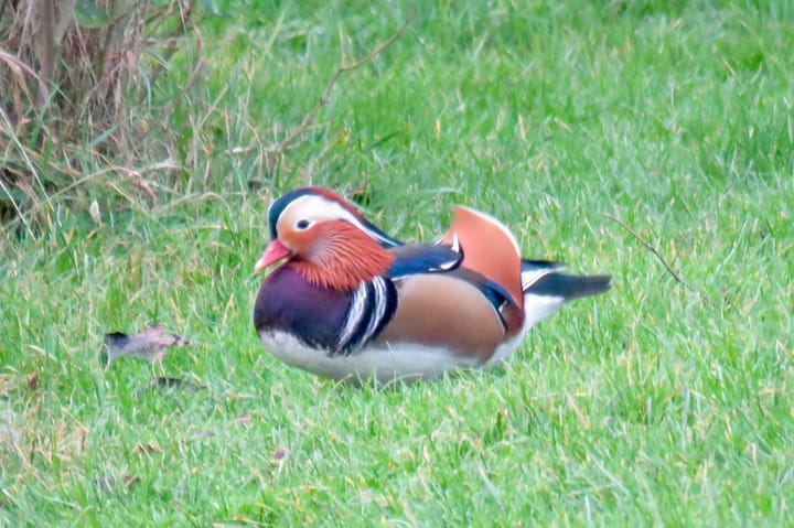 Photo 85 of Rijndijk 6